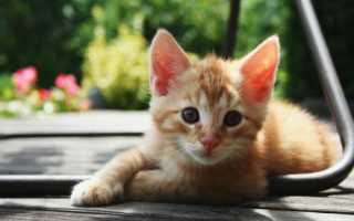 Имя для рыжего котенка: оригинальные и красивые имена, значение.