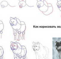 Как нарисовать волчонка поэтапно карандашом. Учимся рисовать волка
