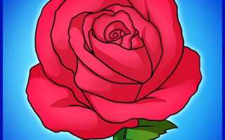 Букет из роз пошаговый рисунок. Как нарисовать красивую розу карандашом
