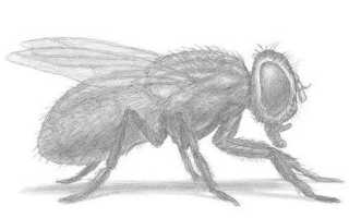 Как нарисовать муха цокотуха карандашом. Как нарисовать муху карандашом поэтапно