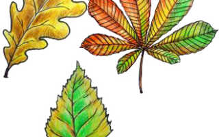 Как нарисовать осенний березовый лист. Как нарисовать осенние листья