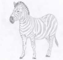 Как нарисовать зебру карандашом. Как рисовать животных: Зебры и жирафы