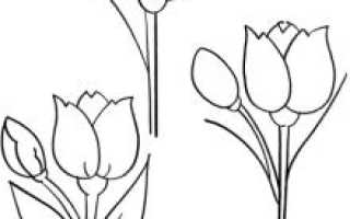 Как нарисовать тюльпаны. Инструкция для тех, кто только начинает рисовать