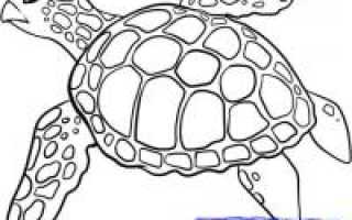 Рисование черепахи поэтапно в детском саду. Курс рисования цветными карандашами