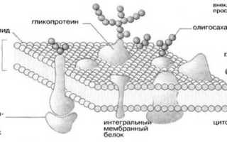 Плазматическая мембрана строение и функции кратко. Интегральные белки мембран