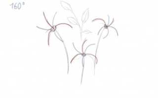 Как нарисовать на листе а3 красивый цветок. Как нарисовать цветок карандашом