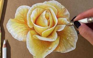 Как правильно рисовать цветок карандашом. Как нарисовать цветок карандашом