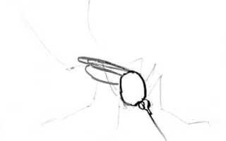 Комар рисунок карандашом. Как нарисовать комара карандашом поэтапно
