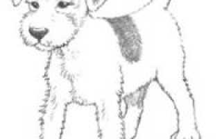 Как нарисовать большую собаку поэтапно карандашом. Этапы рисования щенка в чашке
