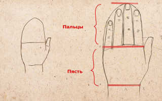 Рисуем глаза ноги руки. Как нарисовать руки, рисуем руки и пальцы человека поэтапно